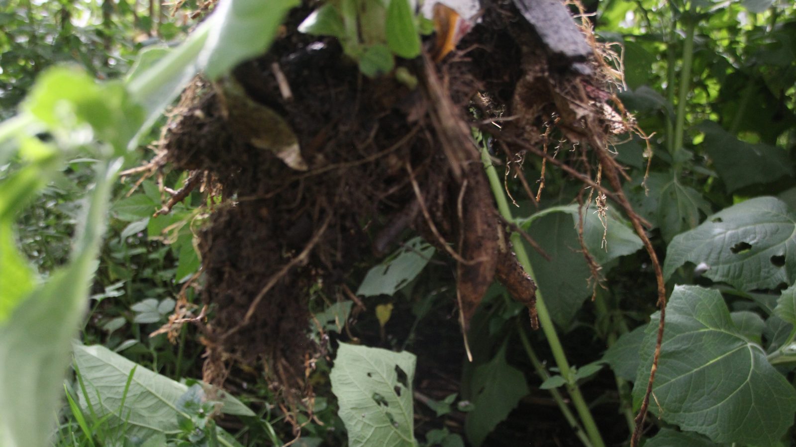A yacon plant being lifted from the earth