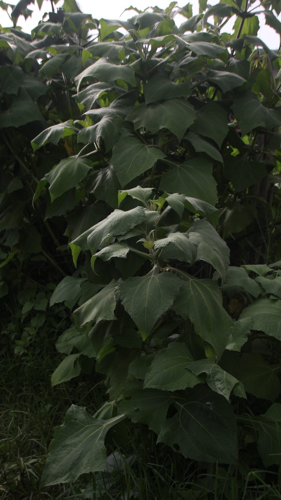 Broad green yacon leaves growing on the terraces of Le Le